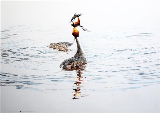 Michael Hampton (1937-) Courting Grebes, 20.5 x 29in.